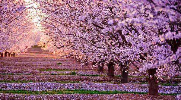 春花烂漫美景开怀,春花烂漫惹人醉满城尽带百花香