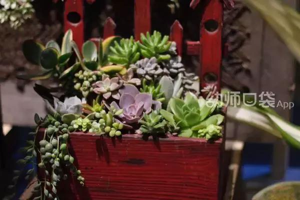 幼儿园春天植物角摆台,幼儿园植物角创意布置图片大全集