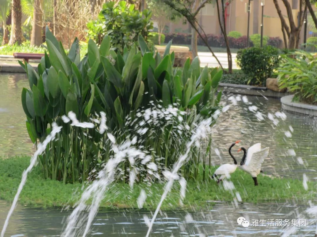 学习||雅居乐物业标杆项目亮点(100张大图解析高品质物业)