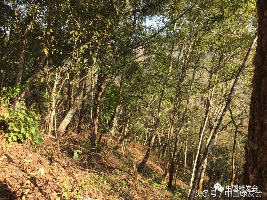 绿会中华保护地,绿会保护地