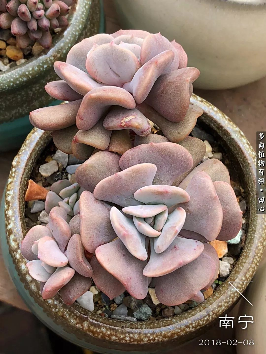 美肉再一次袭来，惊艳了时光，温柔了岁月！