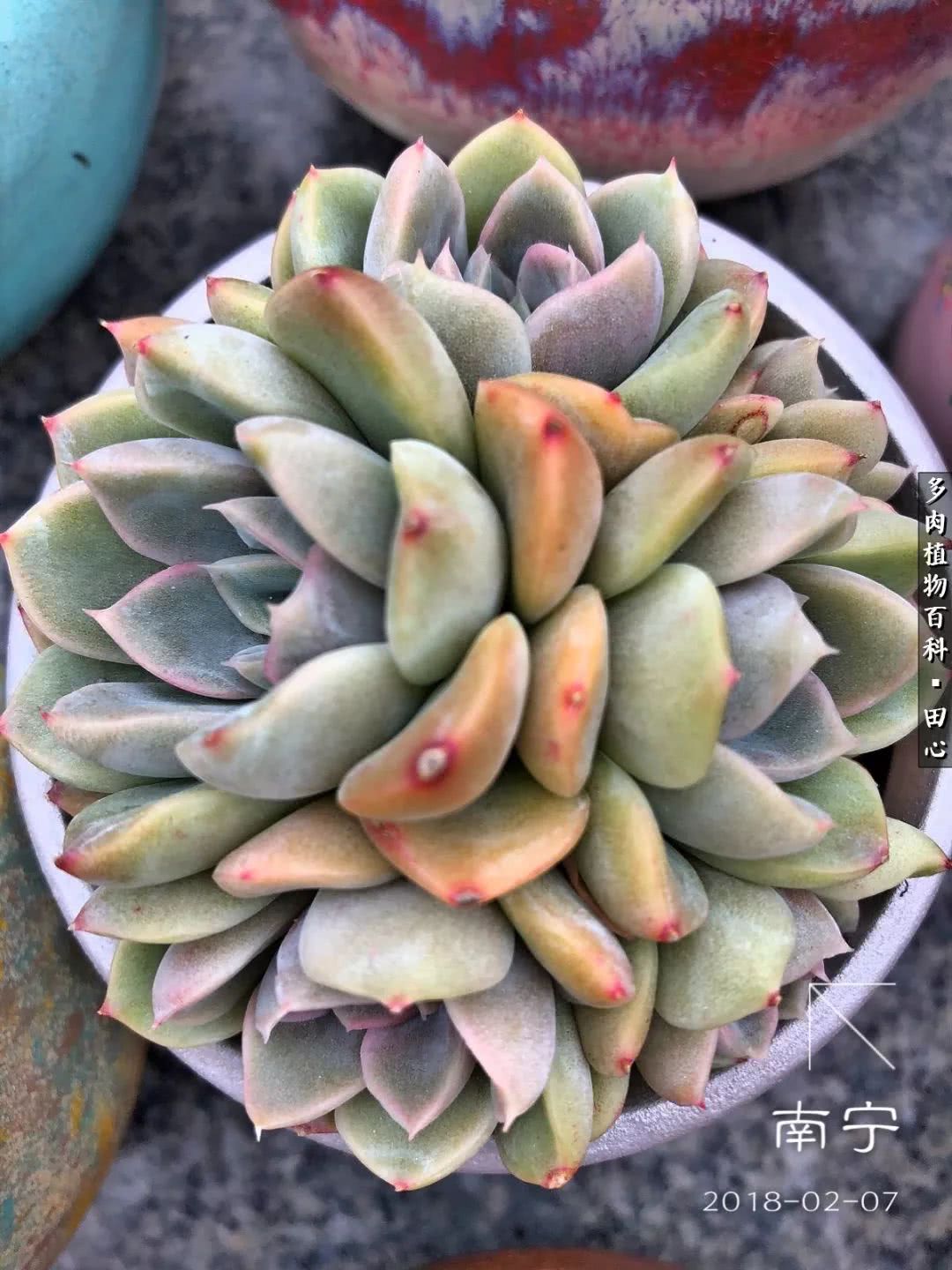 美肉再一次袭来，惊艳了时光，温柔了岁月！