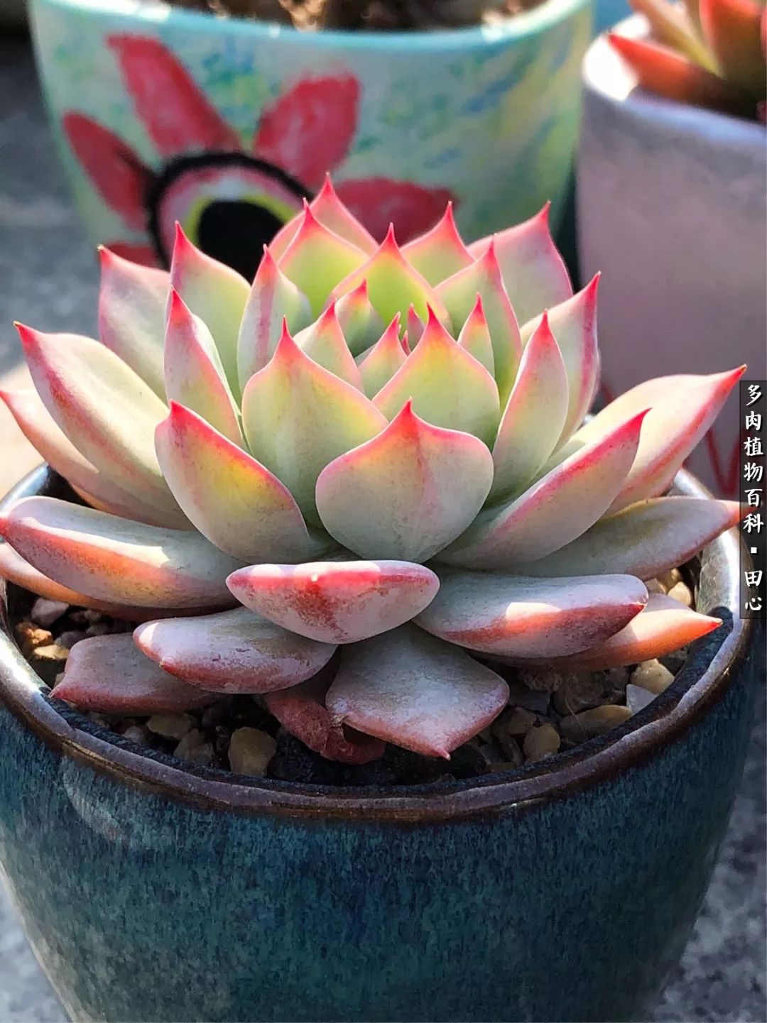 美肉再一次袭来，惊艳了时光，温柔了岁月！