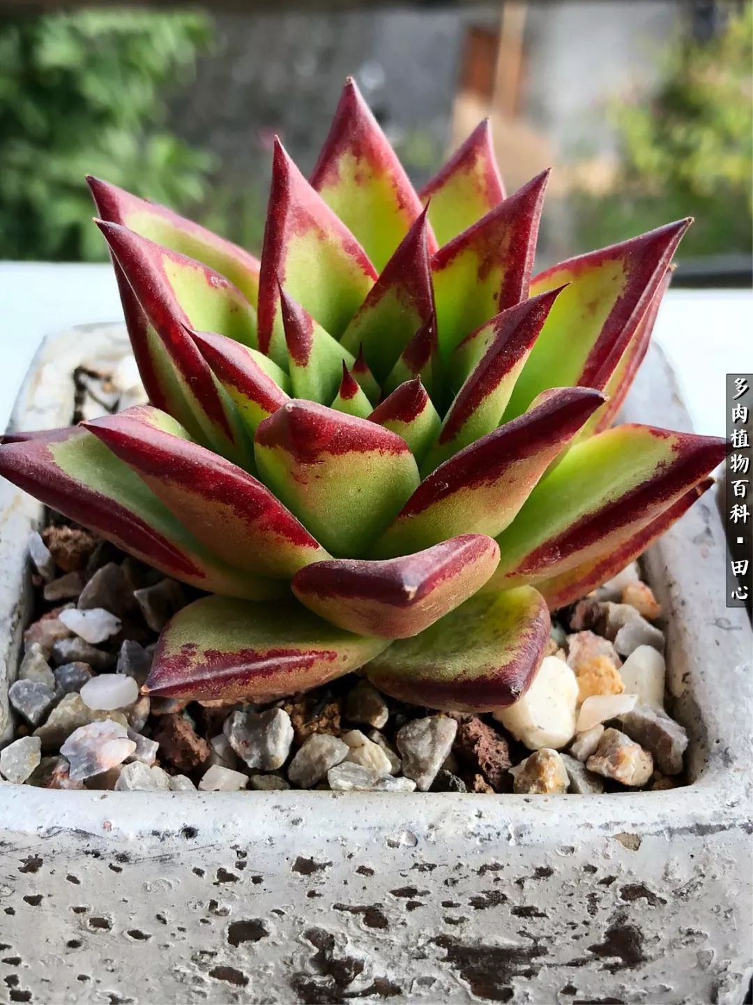 美肉再一次袭来，惊艳了时光，温柔了岁月！