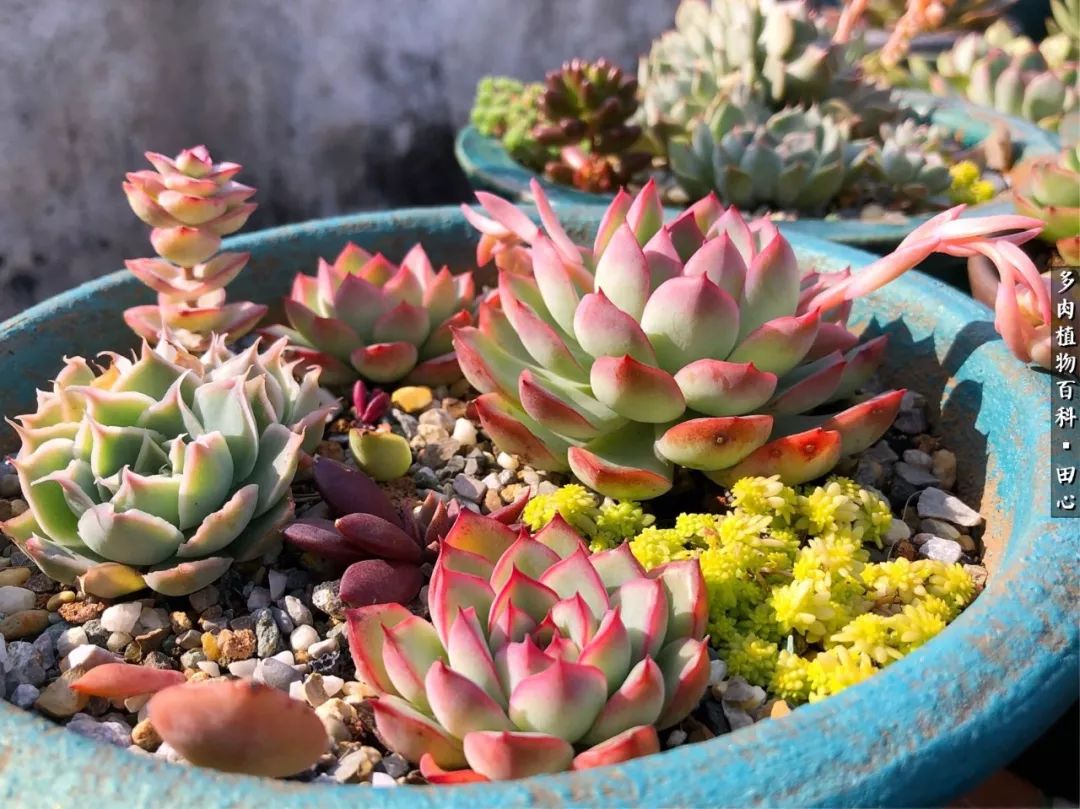 美肉再一次袭来，惊艳了时光，温柔了岁月！