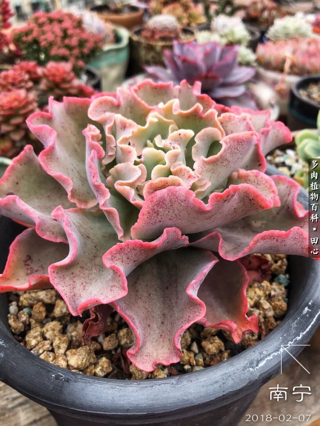 美肉再一次袭来，惊艳了时光，温柔了岁月！