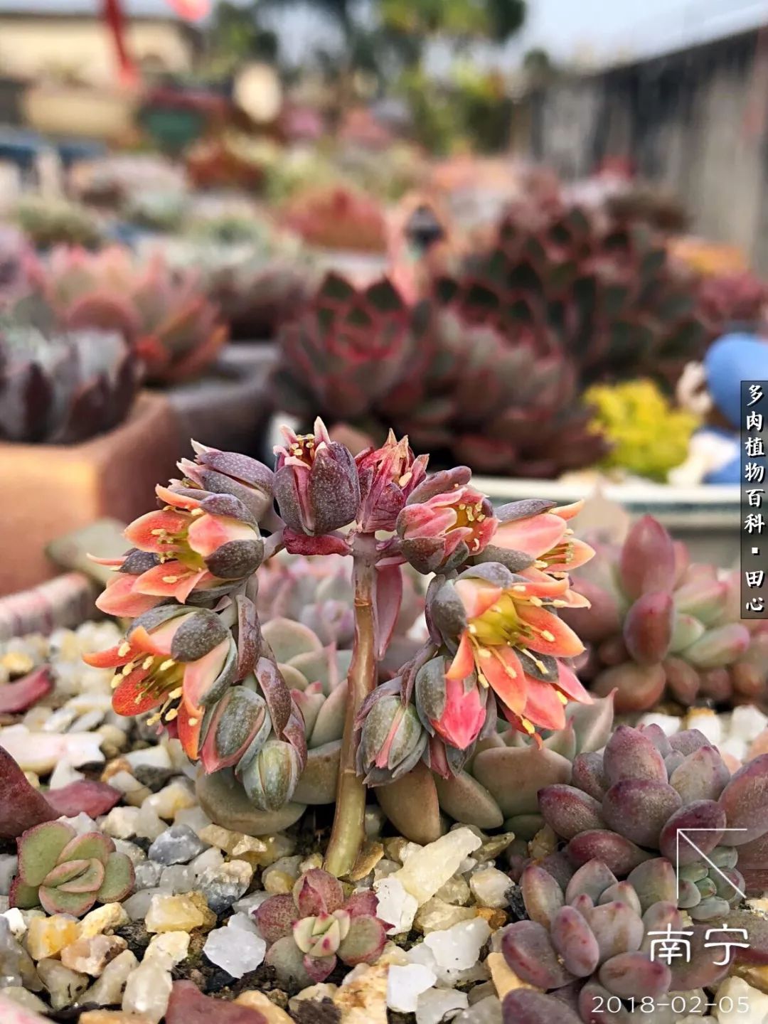 美肉再一次袭来，惊艳了时光，温柔了岁月！