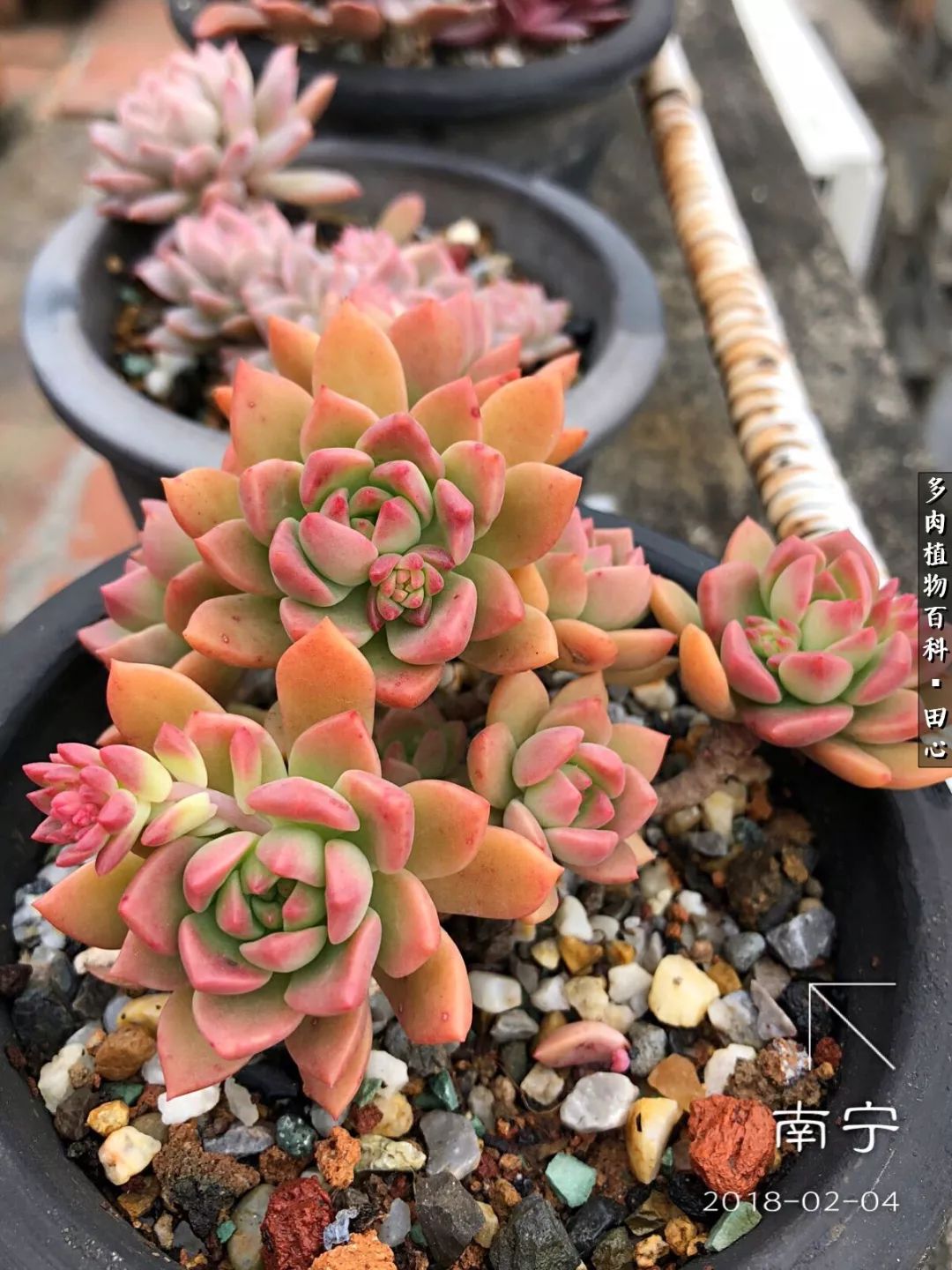 美肉再一次袭来，惊艳了时光，温柔了岁月！