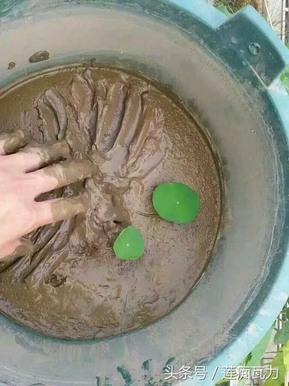 碗莲的种植方法水培碗莲,碗莲种子种植方法和注意事项图片