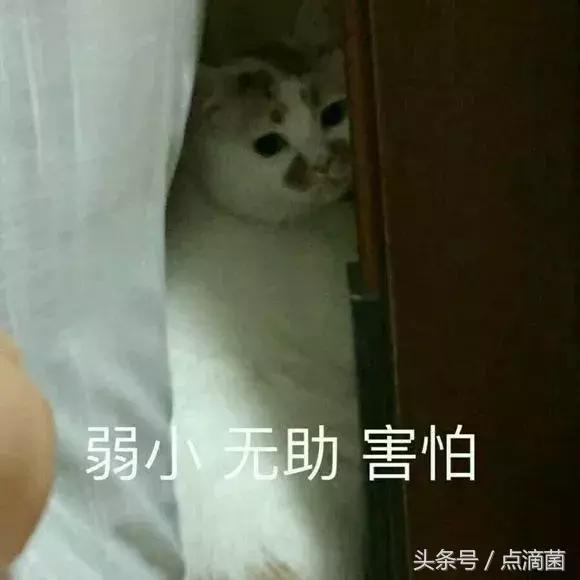 lol小楼为什么不直播了,lol小楼头条