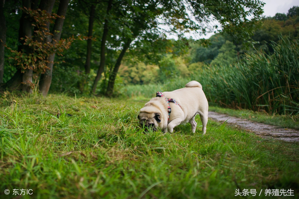 羊断尾的好处是什么,羊断尾的好处有几点