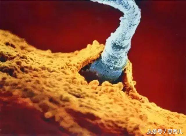 摄影大师花费10年，用镜头记录精子与卵子结合并发育成长的过程！