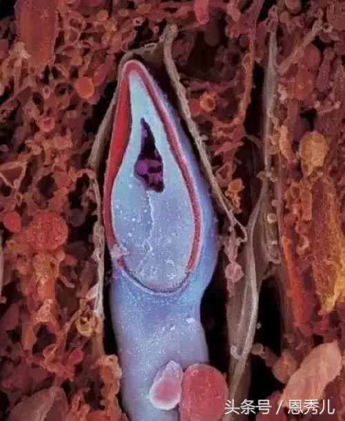 摄影大师花费10年，用镜头记录精子与卵子结合并发育成长的过程！