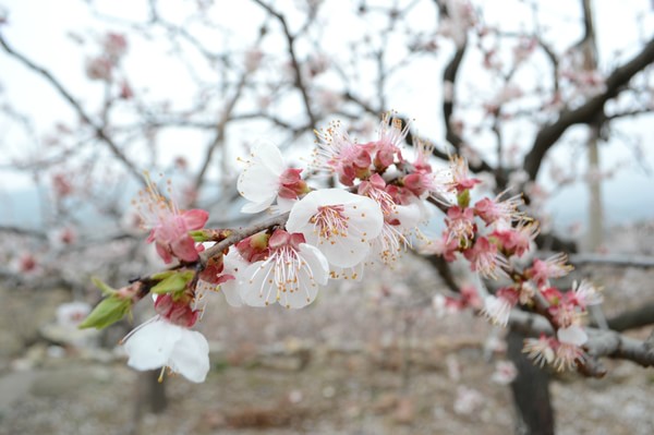 春花烂漫美景开怀,春花烂漫惹人醉满城尽带百花香