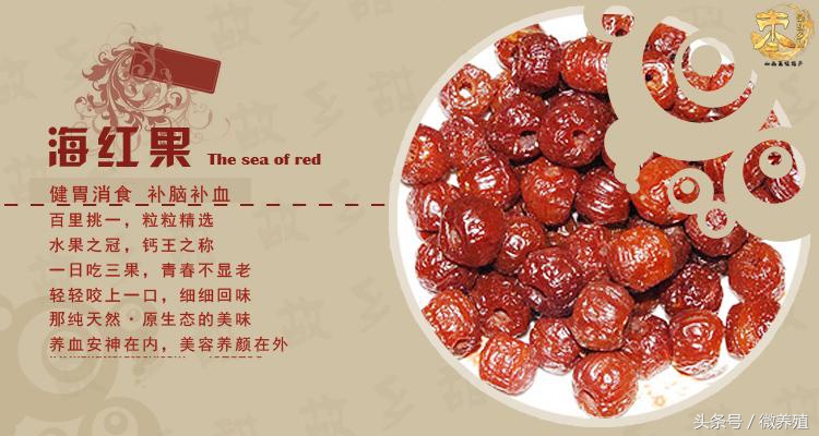 2108年农民创业致富项目推荐-海红果种植,是科学,不是*局骗**