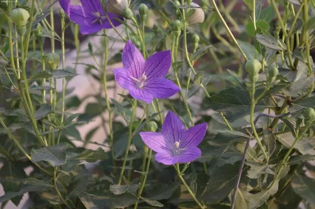 目前种植什么中药材比较适合,4月份种植的中药材