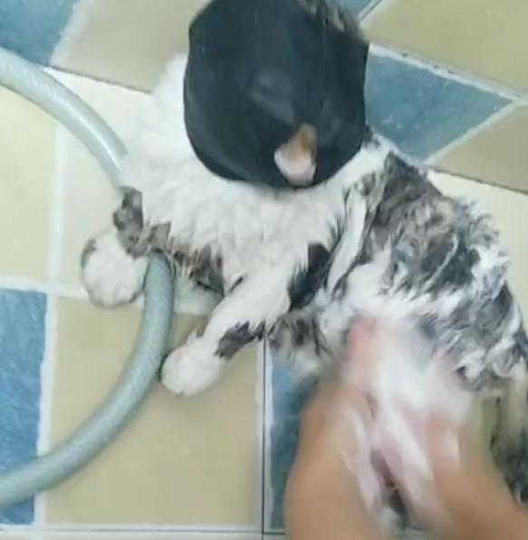 给猫咪洗澡必备的工具,给猫咪洗澡懒人神器