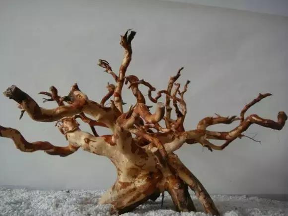 杜鹃根的采集和处理方法-水草缸造景