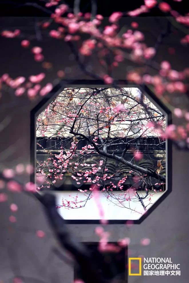 错过需再等一年!来南京看万株梅花海“淡粉宫妆”!