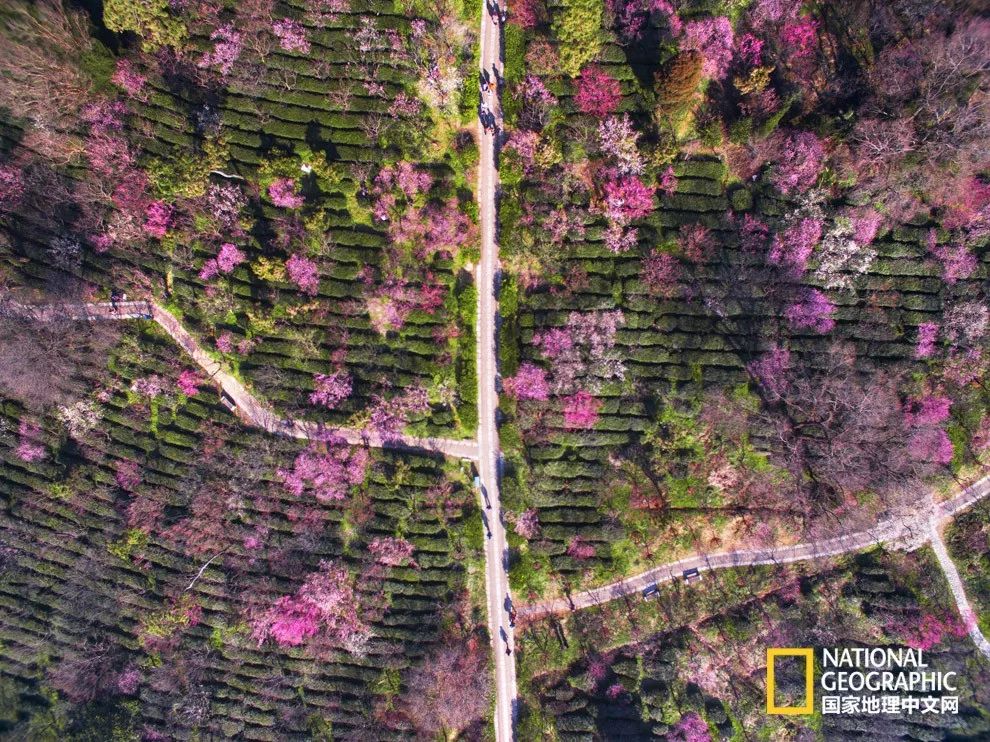 错过需再等一年!来南京看万株梅花海“淡粉宫妆”!
