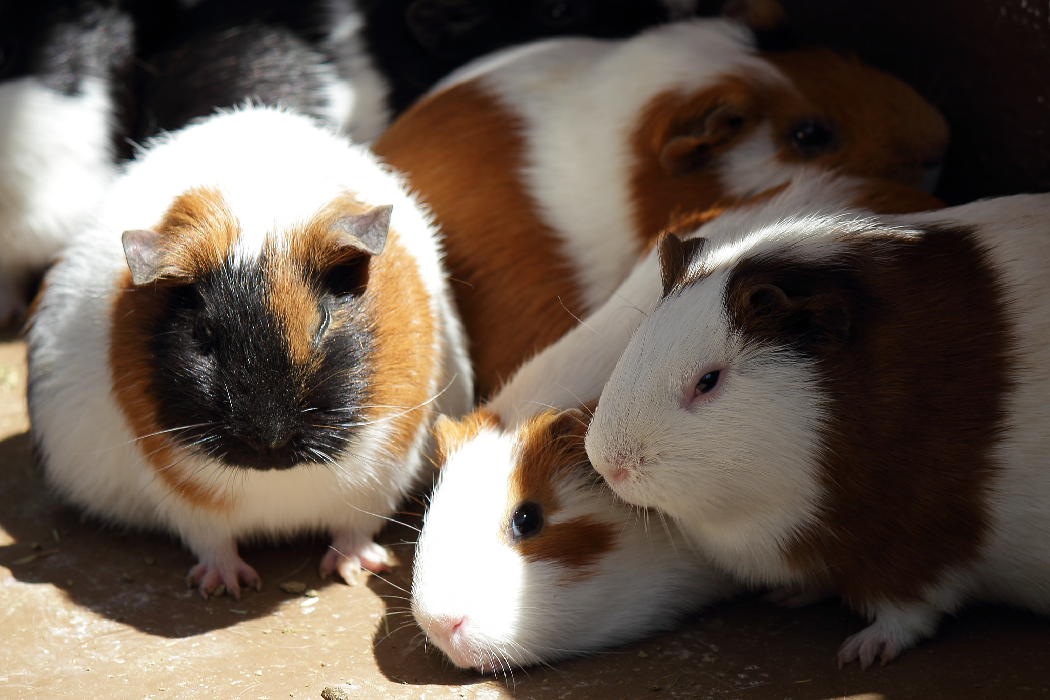 没有磨牙的东西怎么让仓鼠磨牙,有什么可以给仓鼠磨牙的吗