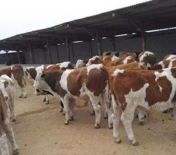 犊牛严重脱水治疗办法,犊牛突然死亡会是什么病