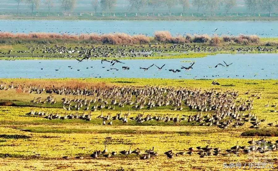 武汉春游两日游攻略大全,武汉春游适合去哪里玩