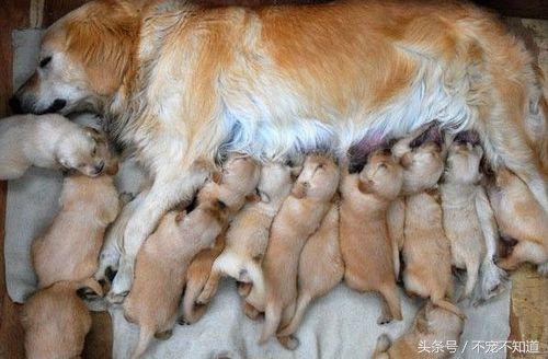 宠物店狗狗接生,如何给狗狗接生