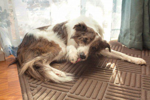 汪星人为什么不能摸我们的爪子,汪星人哪些奇葩的迷惑行为