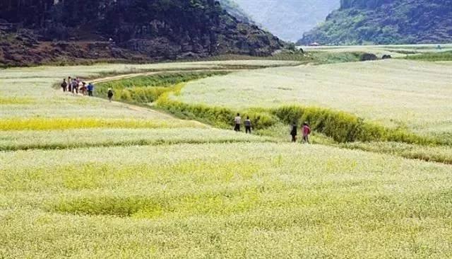 春花烂漫美景开怀,春花烂漫惹人醉满城尽带百花香