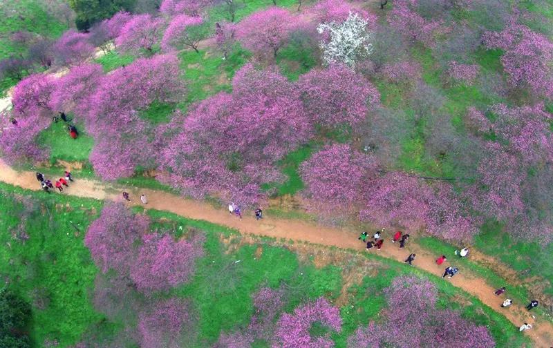 春花烂漫美景开怀,春花烂漫惹人醉满城尽带百花香