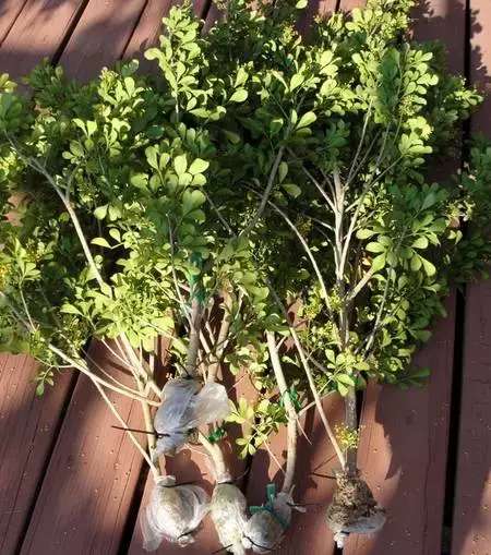 米兰花养殖方法米兰夏天能暴晒吗,米兰花怎样养又粗又壮