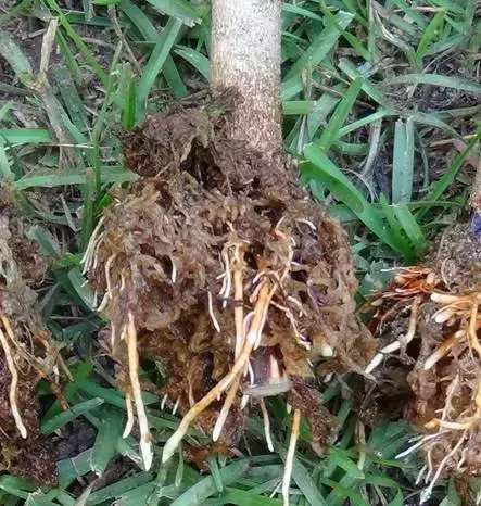 米兰花养殖方法米兰夏天能暴晒吗,米兰花怎样养又粗又壮