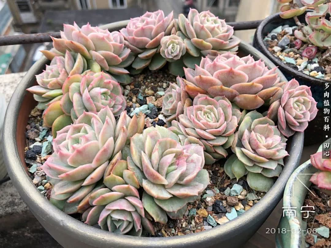 美肉再一次袭来，惊艳了时光，温柔了岁月！