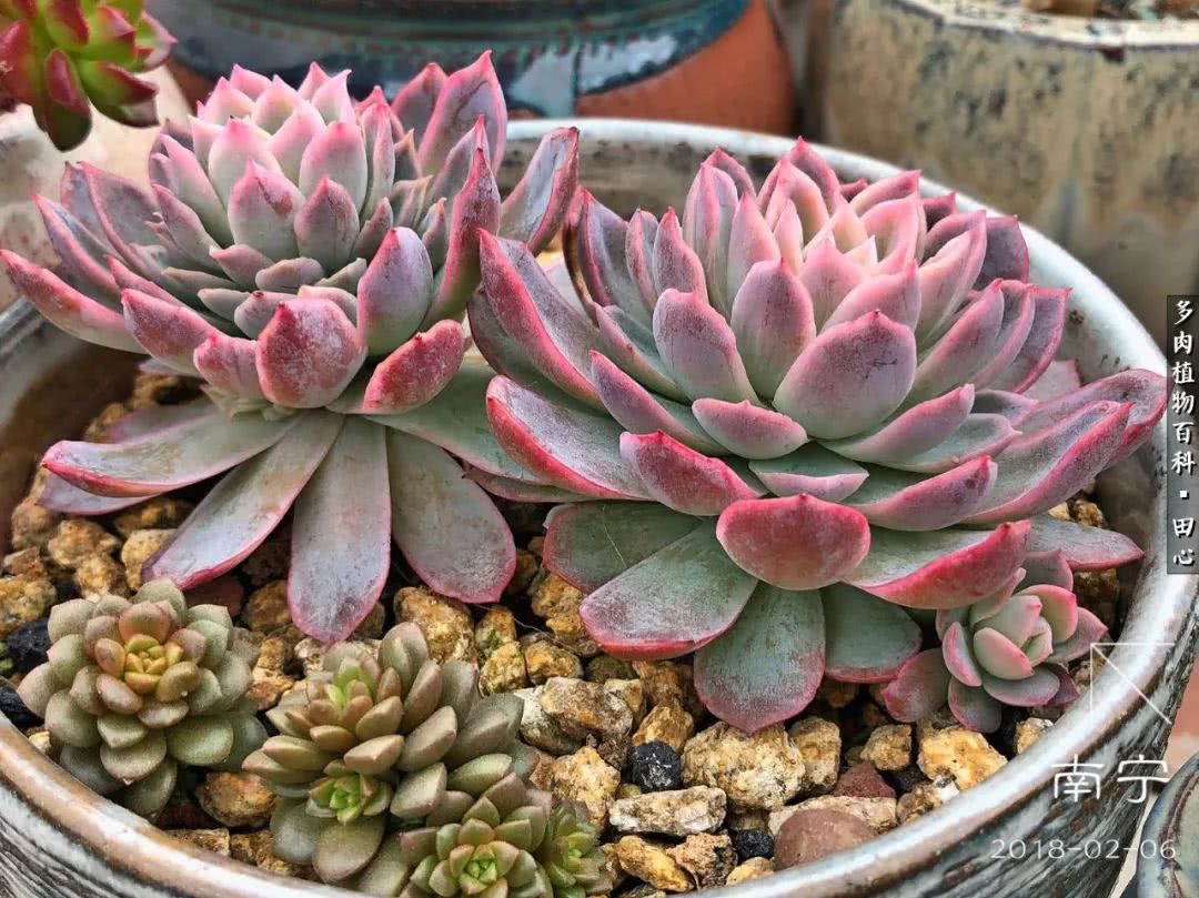 美肉再一次袭来，惊艳了时光，温柔了岁月！