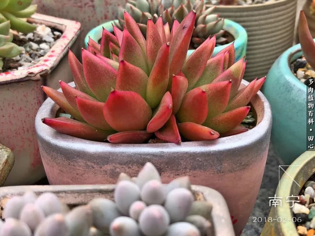 美肉再一次袭来，惊艳了时光，温柔了岁月！