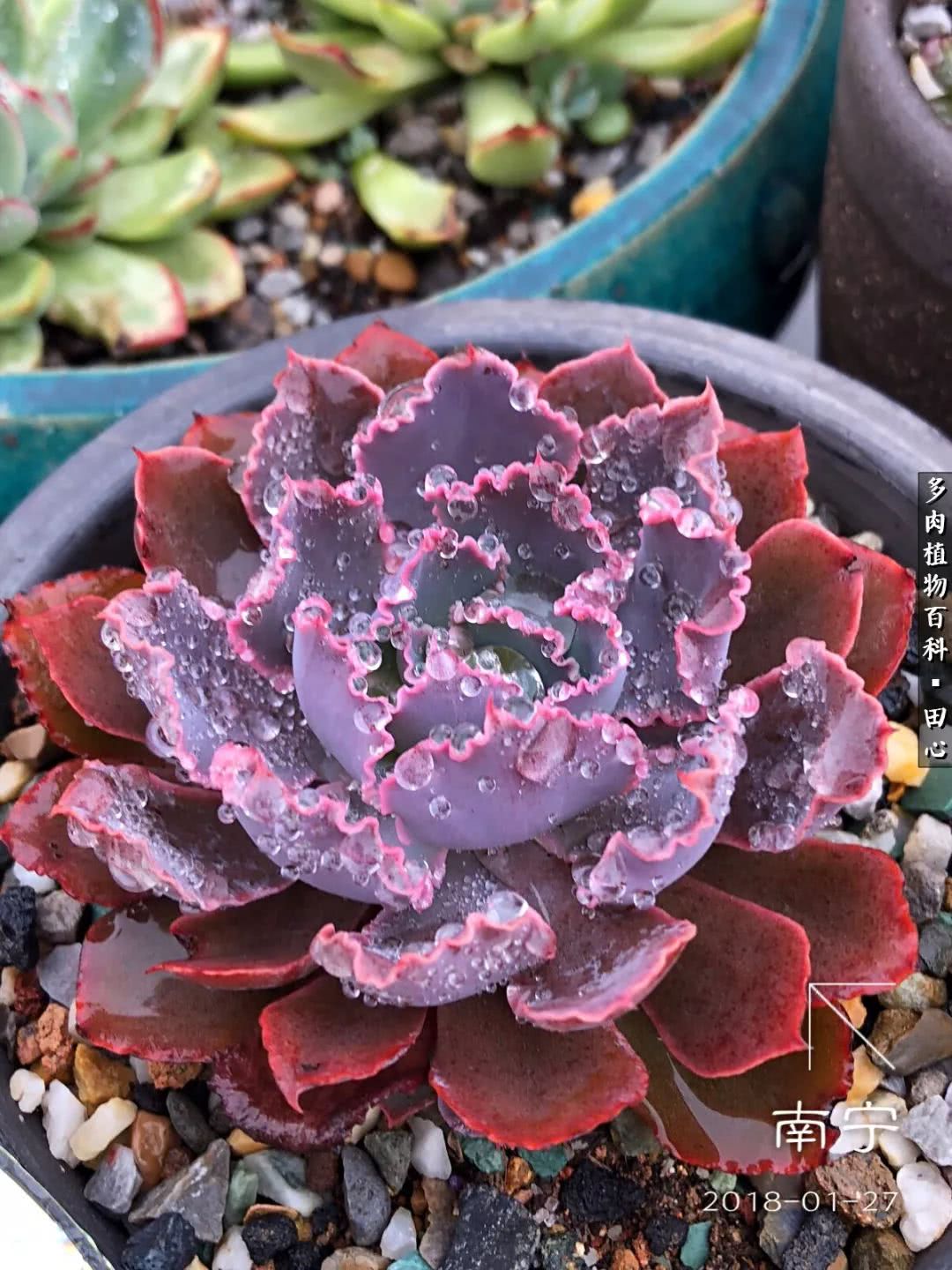 美肉再一次袭来，惊艳了时光，温柔了岁月！