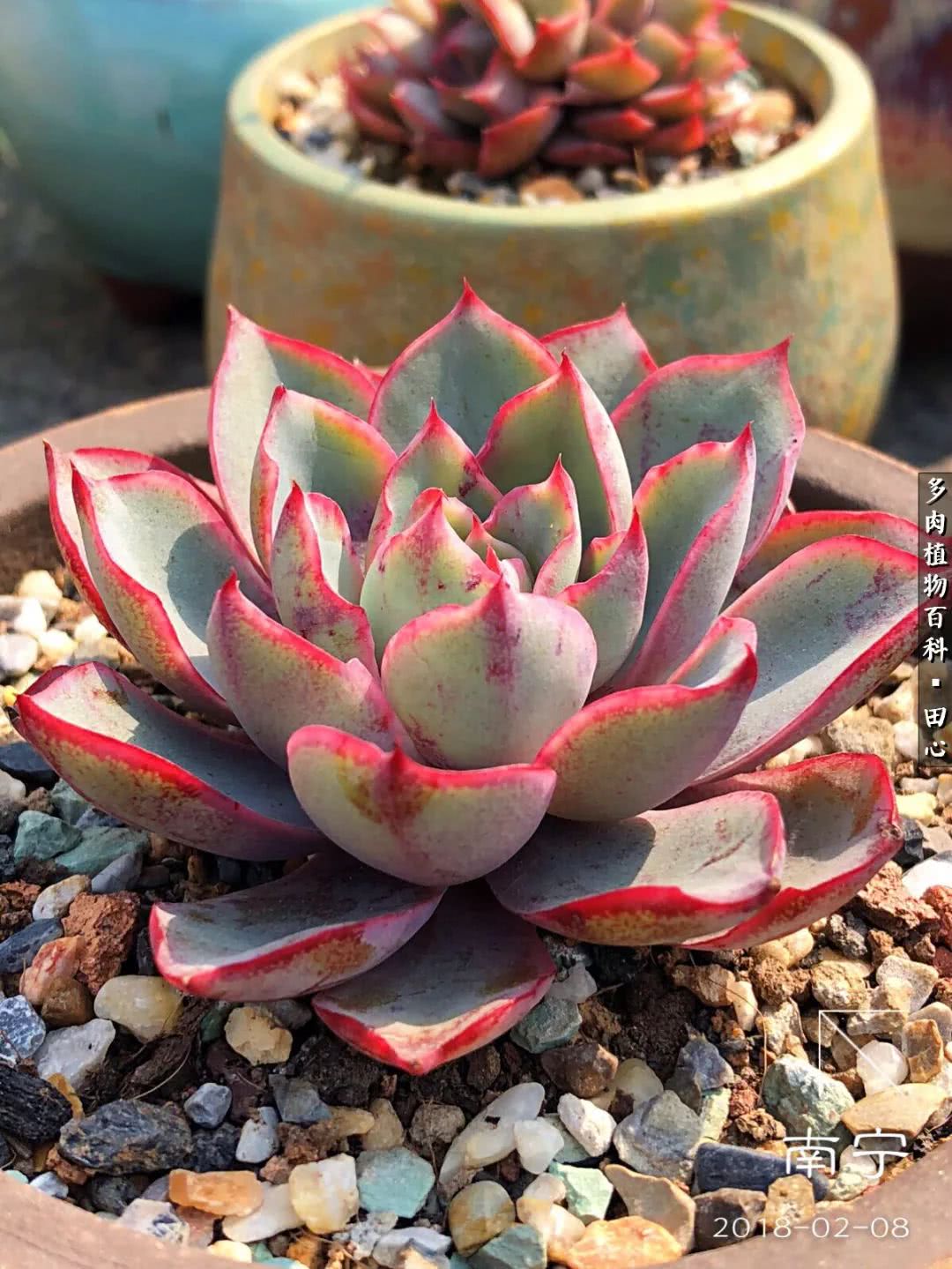 美肉再一次袭来，惊艳了时光，温柔了岁月！