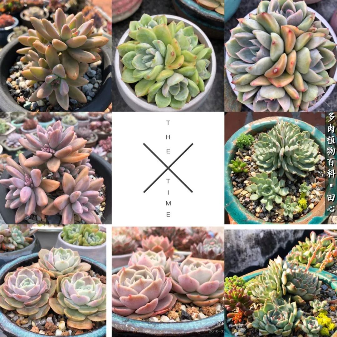 美肉再一次袭来，惊艳了时光，温柔了岁月！