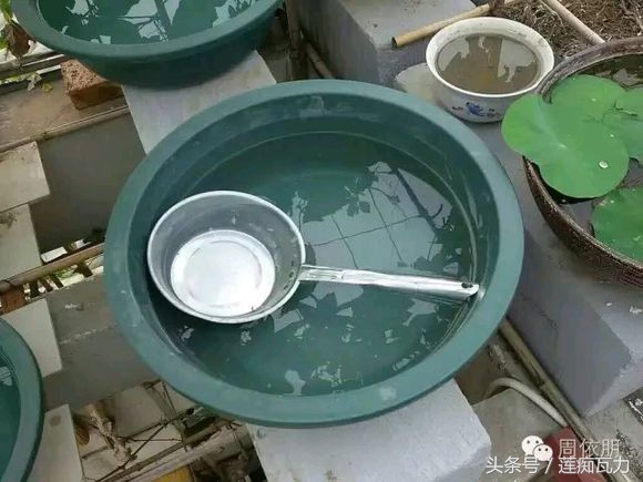 碗莲的种植方法水培碗莲,碗莲种子种植方法和注意事项图片