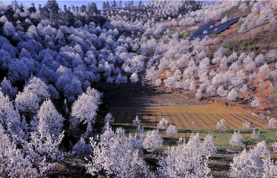 春花烂漫美景开怀,春花烂漫惹人醉满城尽带百花香