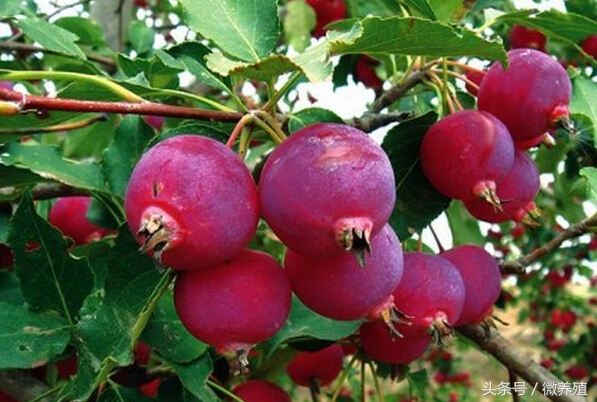 2108年农民创业致富项目推荐-海红果种植,是科学,不是*局骗**