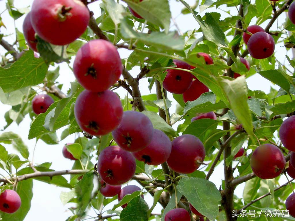 2108年农民创业致富项目推荐-海红果种植,是科学,不是*局骗**