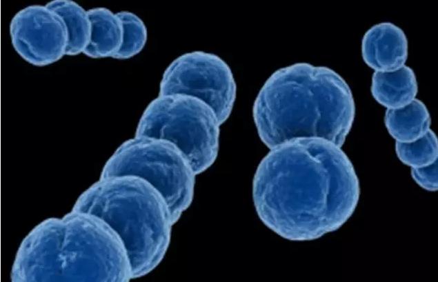 孕妇不宜吃哪些补品,孕妇吃胎盘对身体恢复好吗