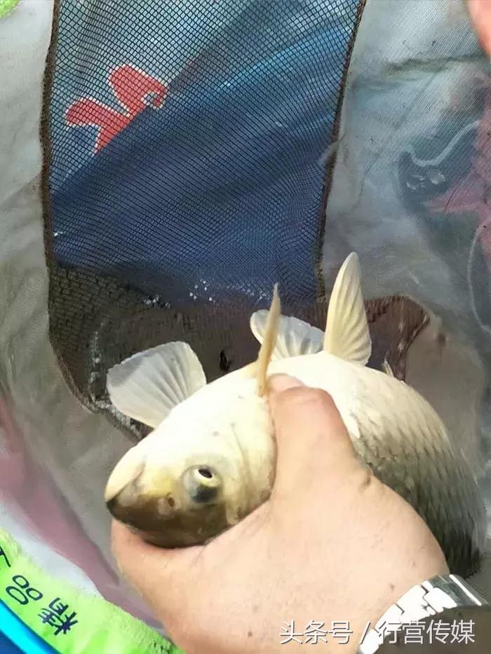 不一样的钓鱼视频,最严格的钓鱼比赛