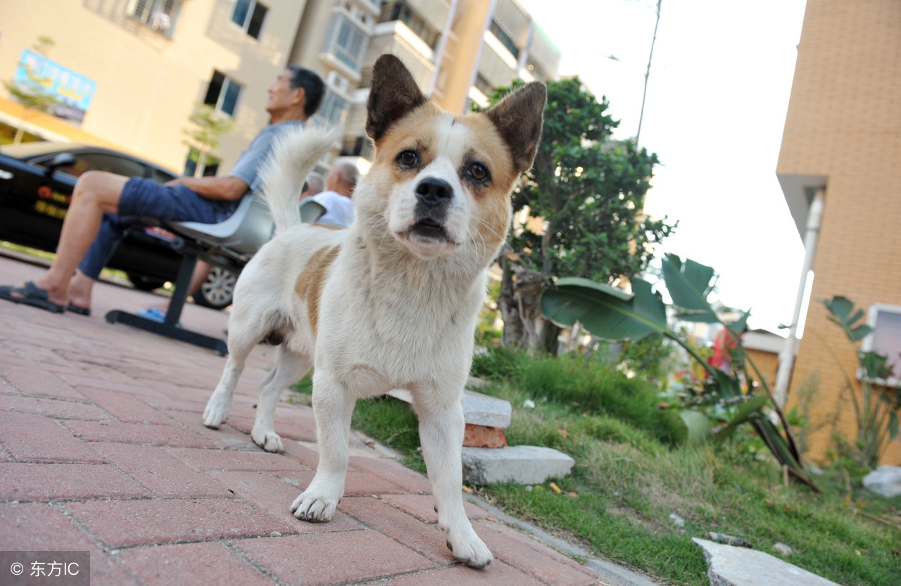 狗狗食物中毒怎么解毒,狗狗庆大霉素中毒怎样解毒