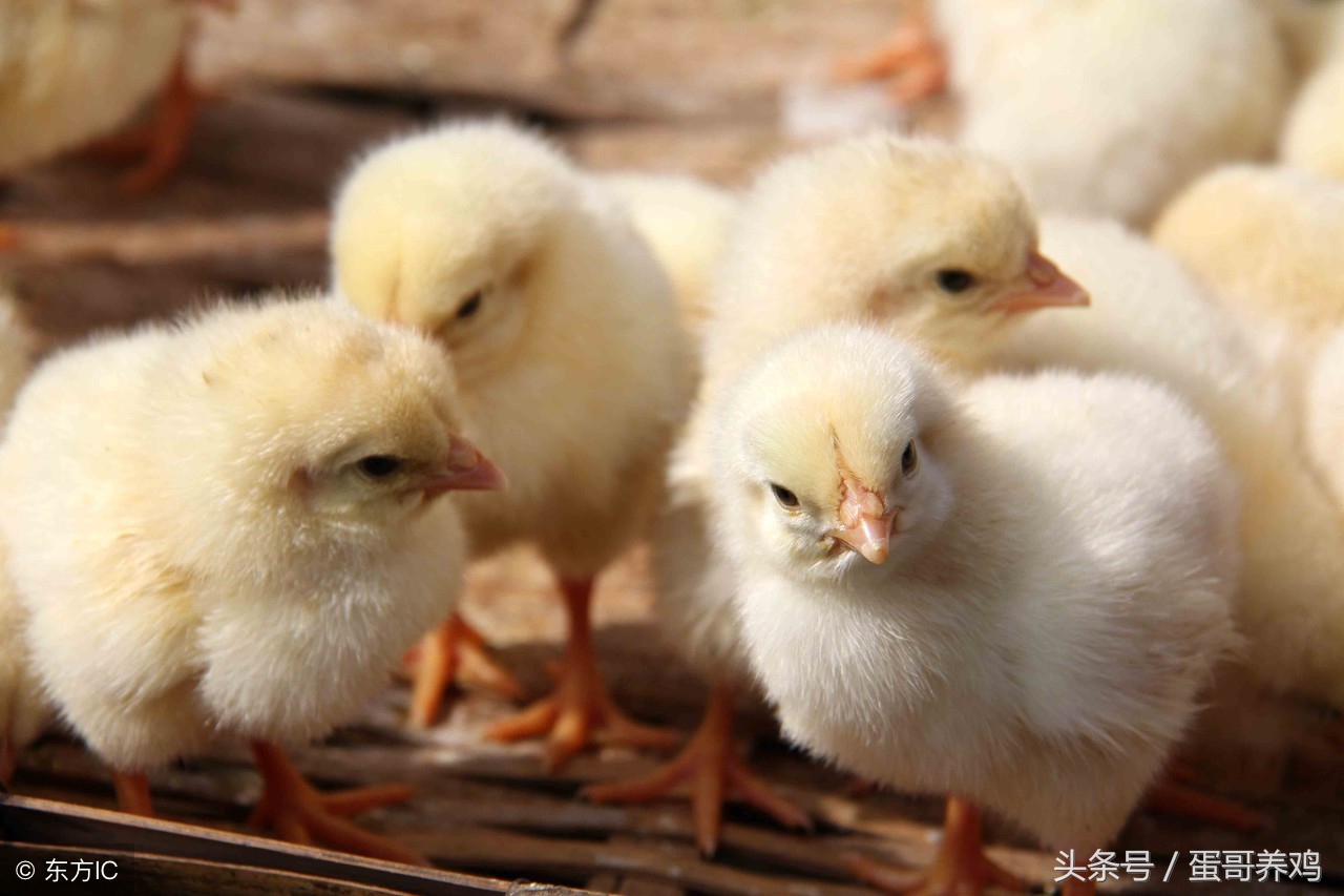 如何提高雏鸡育雏成活率,去年养的小鸡到现在不下蛋咋回事