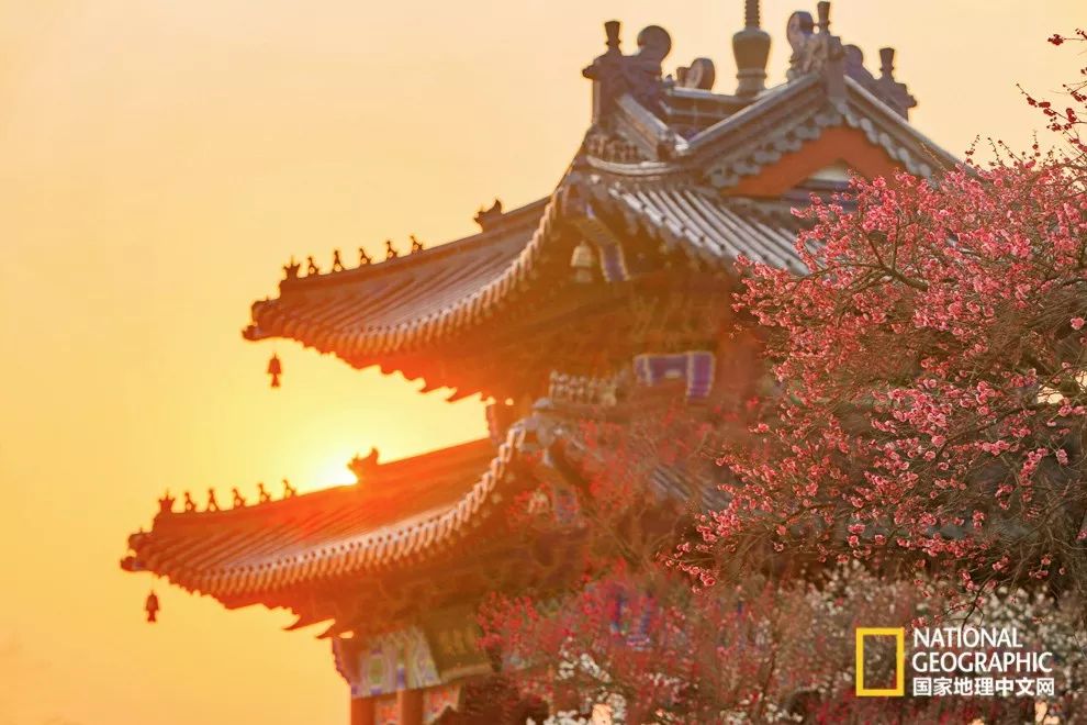 错过需再等一年!来南京看万株梅花海“淡粉宫妆”!