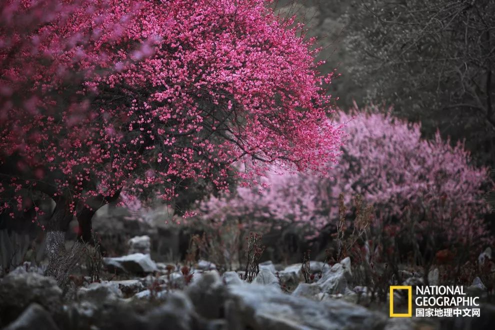 错过需再等一年!来南京看万株梅花海“淡粉宫妆”!
