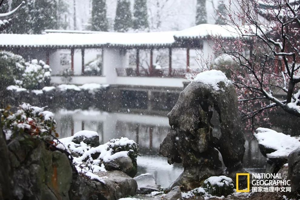 错过需再等一年!来南京看万株梅花海“淡粉宫妆”!